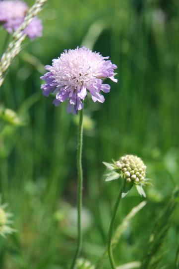 Chrastavec rolní-Celá rostlina