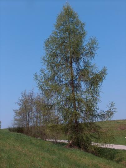 Modřín opadavý-Celá rostlina