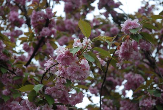 Třešeň sakura-Celá rostlina